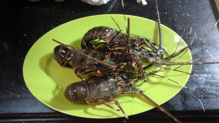 Lobsters!